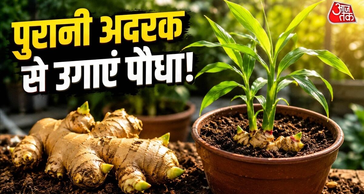 घर में रखी अदरक को गमले में दबाकर उगाएं पौधा, सालभर पाएं अदरक