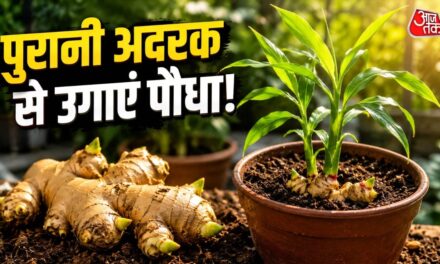 घर में रखी अदरक को गमले में दबाकर उगाएं पौधा, सालभर पाएं अदरक