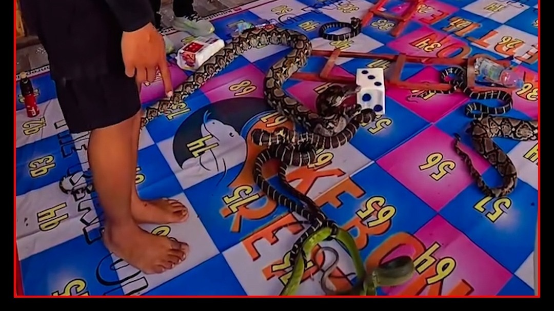 Snake & Ladder का खतरनाक अंदाज़, असली सांप भी मौजूद