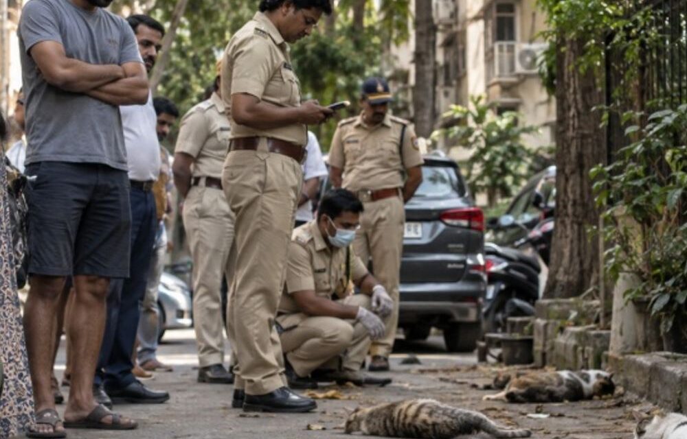 मुंबई में 20 बिल्लियों को मारने वाला आरोपी गिरफ्तार:गुस्से में की थी हत्या; ₹50 हजार का इनाम रखा गया था