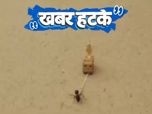 खबर हटके