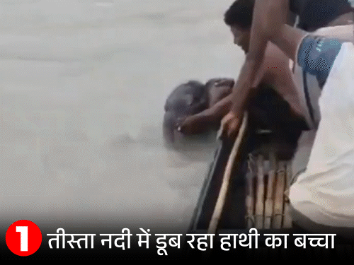जान बचाने वाले शख्स से लिपटा हाथी का बच्चा:बंगाल में मछुआरों ने 4km पीछा करके बचाया, तेज बहाव में डूब रहा था