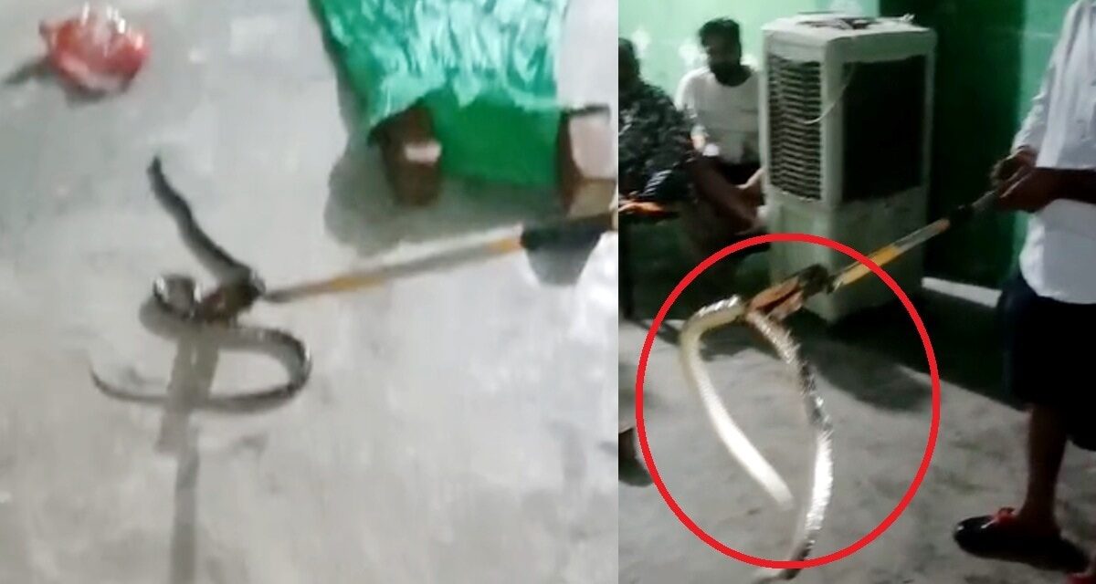 टॉयलेट सीट के बीच बैठा था साइलेंट किलर! बच्ची की चीख से दहला परिवार