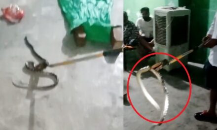 टॉयलेट सीट के बीच बैठा था साइलेंट किलर! बच्ची की चीख से दहला परिवार