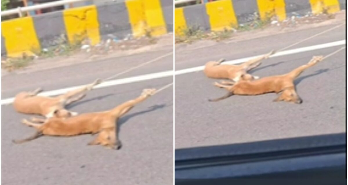 मृत कुत्तों को रस्सी से घसीटने का VIDEO वायरल, 3 कर्मचारियों पर एक्शन