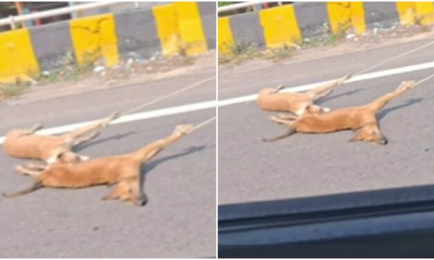 मृत कुत्तों को रस्सी से घसीटने का VIDEO वायरल, 3 कर्मचारियों पर एक्शन