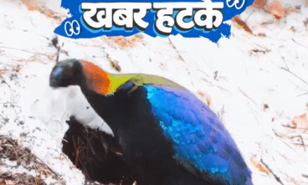 खबर हटके