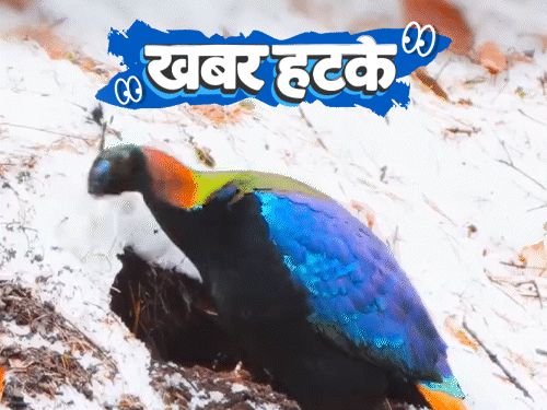 खबर हटके